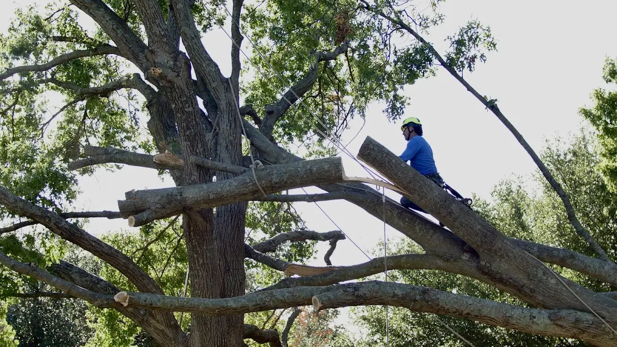 Professional Hazardous Tree Removal performed by certified arborists in Centrahoma