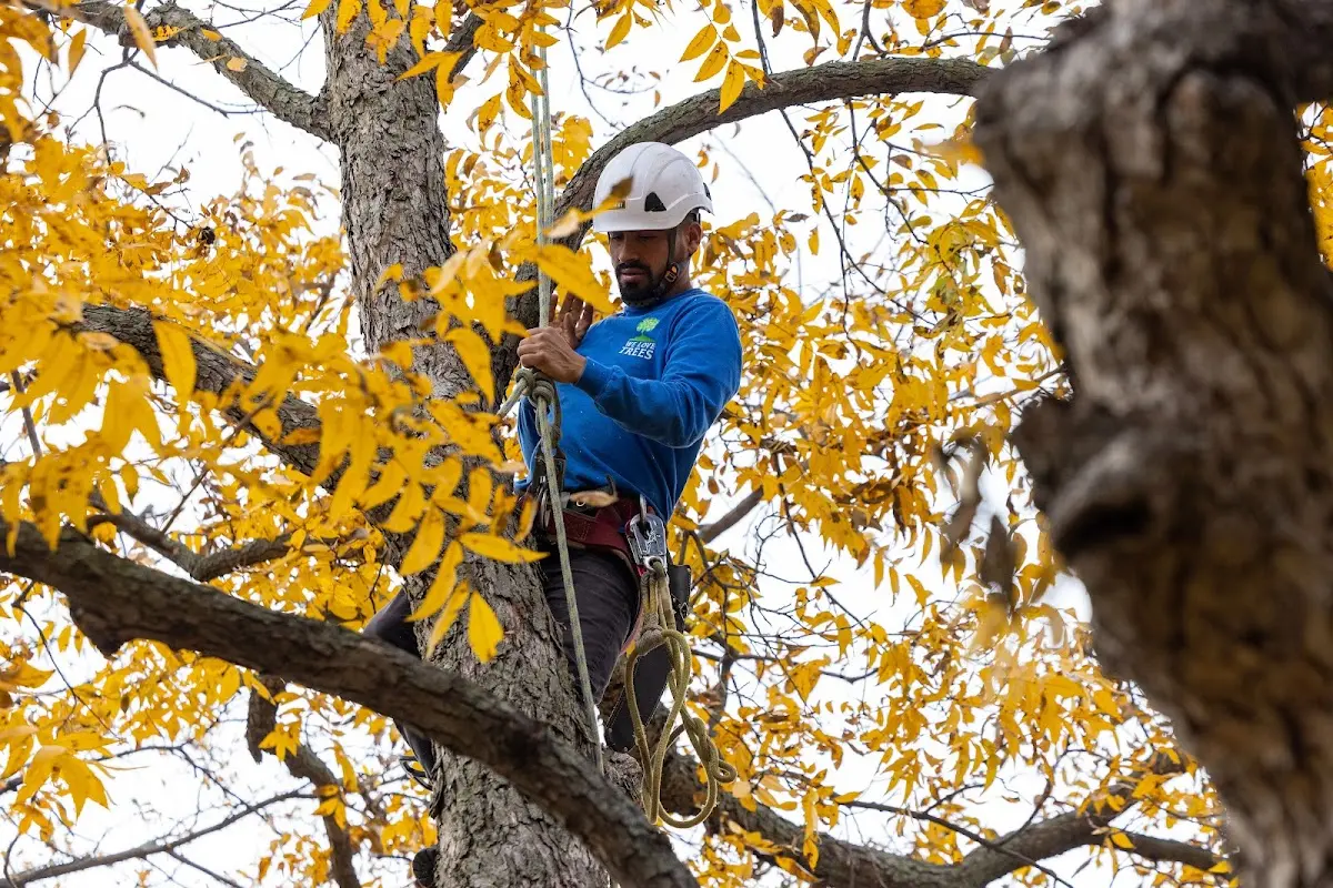 Skilled Tree Pruning crew working in Centrahoma
